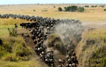 Pleasurable 3 Days 2 Nights Nairobi with Masai Mara Trip Package