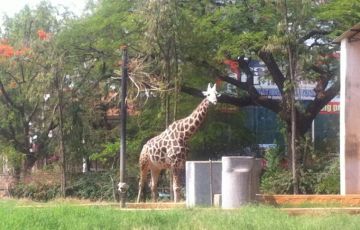 Memorable 6 Days 5 Nights Mysore Tour Package