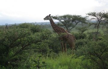 Masai Mara Tour Package for 9 Days 8 Nights from Nairobi