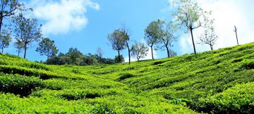 Beautiful 3 Days Ooty Hill Stations Tour Package