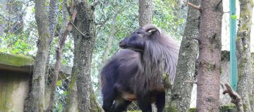 Heart-warming Chail Tour Package for 4 Days 3 Nights