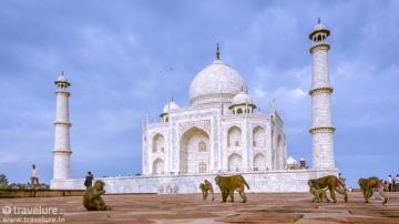 Family Getaway 5 Days Jaipur and Agra Historical Places Trip Package