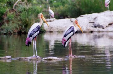 Ecstatic 4 Days 3 Nights Bharatpur Holiday Package