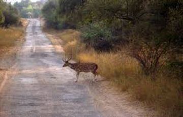 Beautiful Sariska Tiger Reserve Tour Package for 2 Days 1 Night