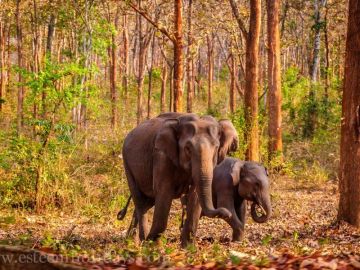 Family Getaway Wayanad Nature Tour Package for 3 Days 2 Nights from Kozhikode