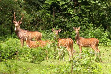 4 Days Guwahati, Shillong with Kaziranga National Park Trip Package