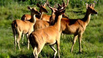 Kaziranga National Park Tour Package for 5 Days 4 Nights