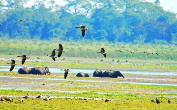 Kaziranga National Park Tour Package for 5 Days 4 Nights