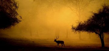 Magical 2 Days Malanjkhand to Kanha Wildlife Tour Package