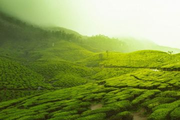 8 Days 7 Nights Munnar Nature Vacation Package