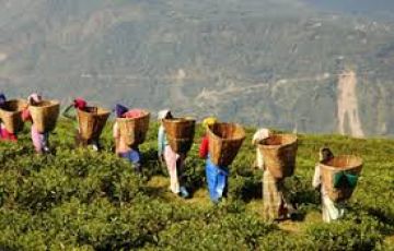 6 Days 5 Nights Jalpaiguri, Darjeeling, Tenzing with Gangtok Luxury Trip Package