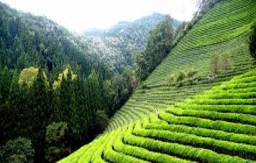 6 Days 5 Nights Jalpaiguri, Darjeeling, Tenzing with Gangtok Luxury Trip Package
