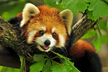 Best 4 Days Bagdogra,NJP, to Gangtok Hill Stations Tour Package