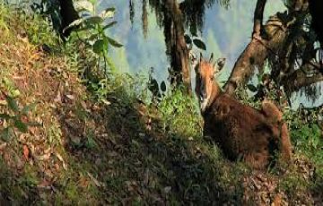 Nainital Binsar Munsiyari Kausani Tour Package