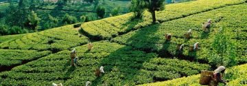 Best 3 Days 2 Nights Cochin with Munnar Trip Package