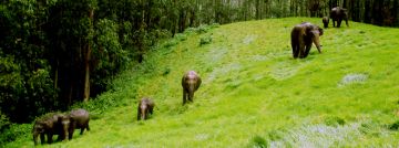 Magical 4 Days Munnar Friends Holiday Package