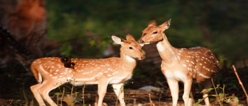 Beautiful 3 Days 2 Nights Delhi with Jim Corbett National Park Hill Stations Trip Package