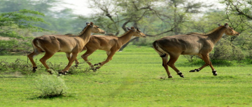Family Getaway 5 Days Umaria to Bandhavgarh Holiday Package