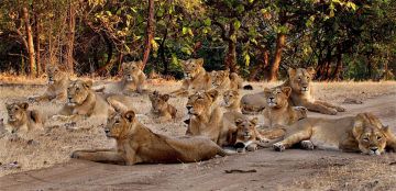 Amazing Gir National Park Tour Package for 3 Days from Ahmedabad