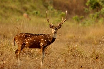 Amazing Gir National Park Tour Package for 3 Days from Ahmedabad