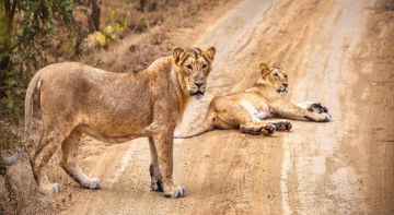 Amazing Gir National Park Tour Package for 3 Days from Ahmedabad
