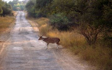 Family Getaway Sariska National Park Tour Package from Delhi