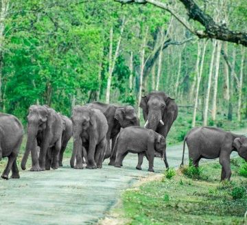Forest Tour Package for 3 Days 2 Nights from Bengaluru