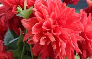 5 Days 4 Nights Srinagar to GULMARG Romantic Vacation Package