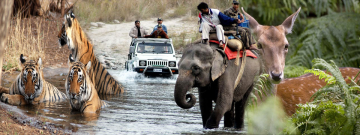 Family Getaway Corbett Wildlife Tour Package for 3 Days from Delhi