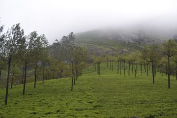 Family Getaway 3 Days Kochi Historical Places Tour Package