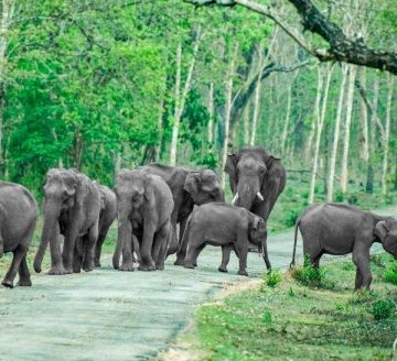 8 Days 7 Nights Bengaluru to Coorg Hill Stations Tour Package