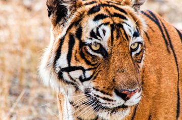 Memorable 3 Days 2 Nights Ranthambore Tour Package
