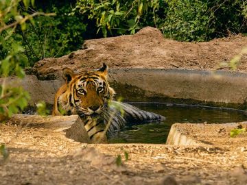 Memorable 3 Days Jaipur and Sariska National Park Holiday Package