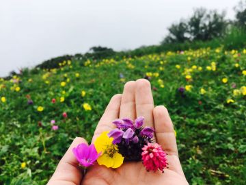 4 Days 3 Nights Chail Offbeat Holiday Package