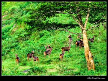 Memorable 3 Days 2 Nights Cochin with Athirapally Weekend Getaways Holiday Package