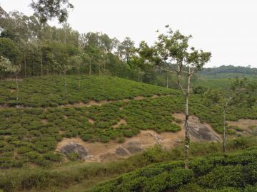 Beautiful 6 Days 5 Nights Kumarakom Beach Trip Package