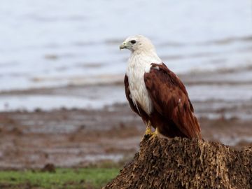 Memorable 3 Days Kolkata to Sundarban Vacation Package