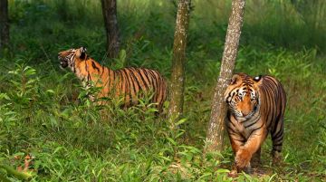Memorable 3 Days Kolkata to Sundarban Vacation Package