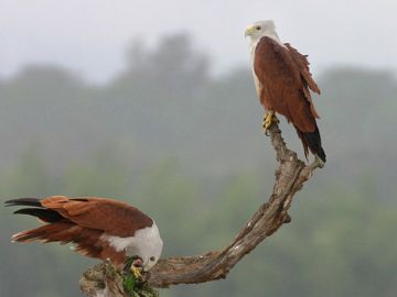 Memorable 3 Days Kolkata to Sundarban Vacation Package