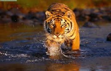 Heart-warming Sundarbans National Park - Kolkata Tour Package for 3 Days 2 Nights from Kolkata