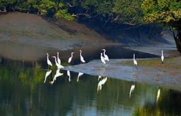 Heart-warming Sundarbans National Park - Kolkata Tour Package for 3 Days 2 Nights from Kolkata