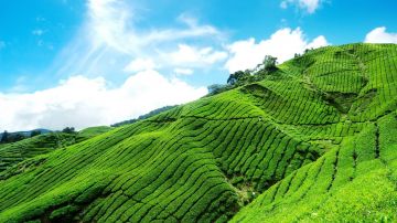 7 Days 6 Nights Munnar, Thekkady, Alleppey and Kovalam Honeymoon Tour Package