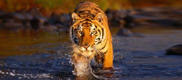 Heart-warming 5 Days 4 Nights Kolkata and Sundarban Holiday Package