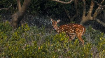 Heart-warming 5 Days 4 Nights Kolkata and Sundarban Holiday Package