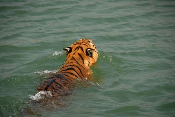 Heart-warming 5 Days 4 Nights Kolkata and Sundarban Holiday Package