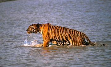 Heart-warming 5 Days 4 Nights Kolkata and Sundarban Holiday Package