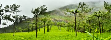 Heart-warming 6 Days Kochi to Alleppey Honeymoon Vacation Package