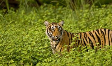 5 Days New Delhi with Agra Honeymoon Trip Package