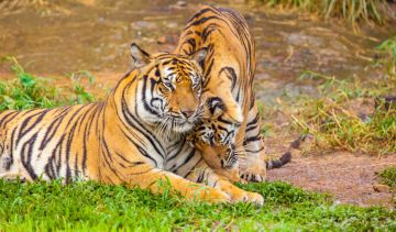 5 Days New Delhi with Agra Honeymoon Trip Package