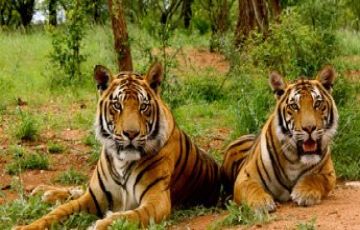 Beautiful 7 Days Jim Corbett Wildlife Vacation Package
